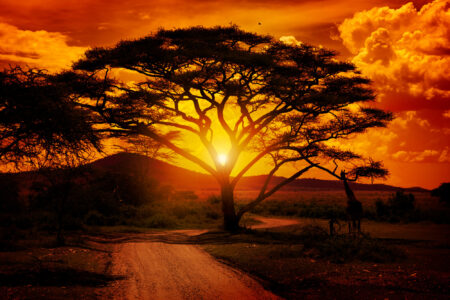 CBDC adoption in Africa: do risks and high costs outweigh the benefits?