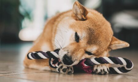 Memecoins konkurrieren mit etablierten Krypto-Sektoren Meme coins emerge as competitors to established popular narratives