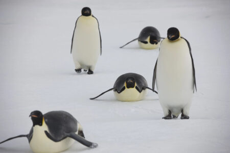 Pudgy Penguins schaltet Ethereum-Layer-2 Abstract ab Igloo, Mutter von Pudgy Penguins, schaltet Abstract im Dezember ab und verzichtet nach zweistelligem Millionenverlust auf einen Token.