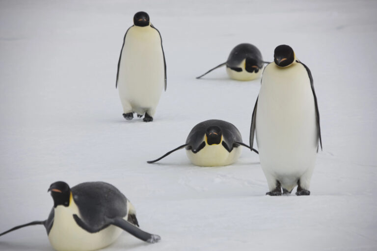 Igloo, Mutter von Pudgy Penguins, schaltet Abstract im Dezember ab und verzichtet nach zweistelligem Millionenverlust auf einen Token.